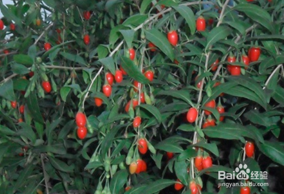 枸杞树叶子发白怎么治疗