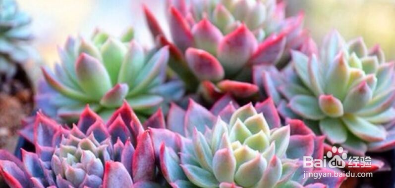 怎么养好多肉？