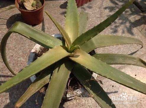 芦荟叶子发黄该怎么办？