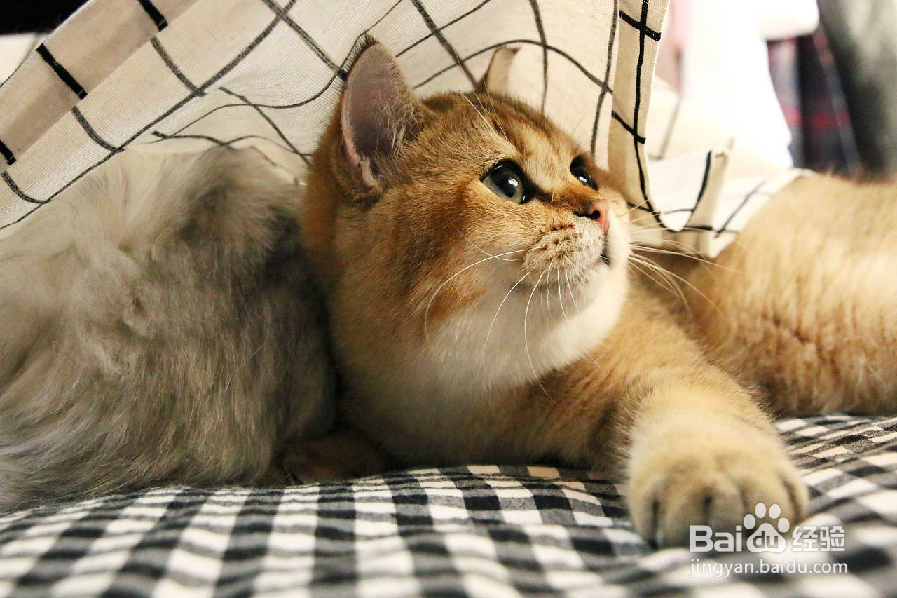 猫卵磷脂有什么功效与作用