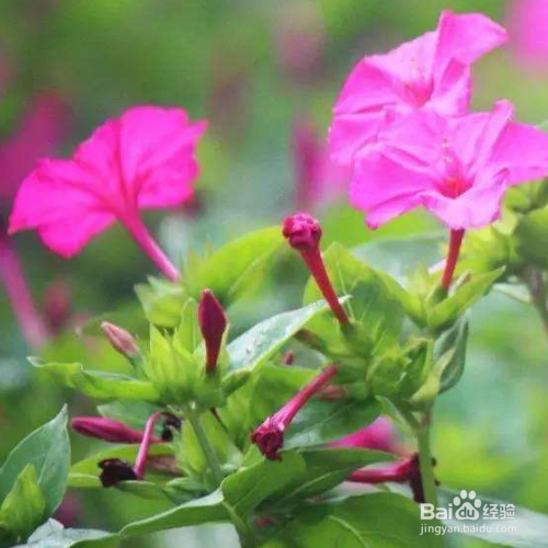 紫茉莉黄叶怎么办?