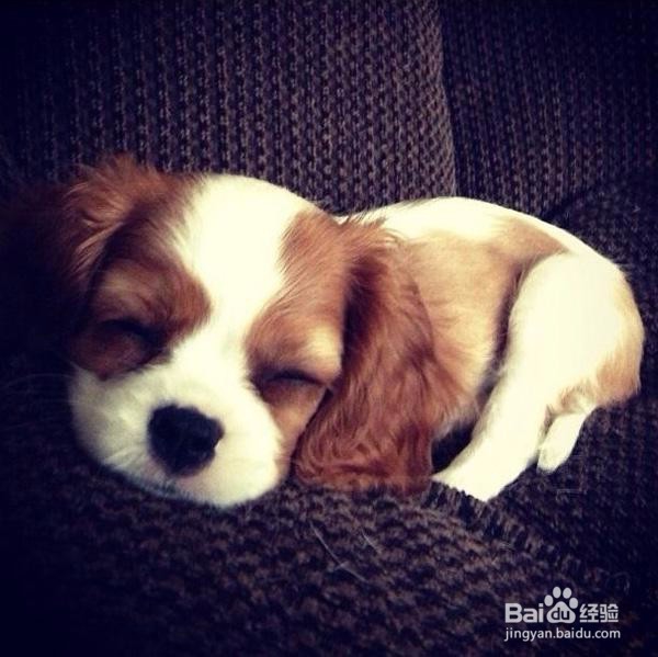 怎样读懂犬的心理特征?