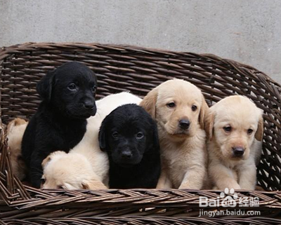 你知道怎么更好的照顾幼犬吗