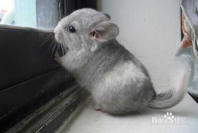 龙猫咕咕叫什么意思?