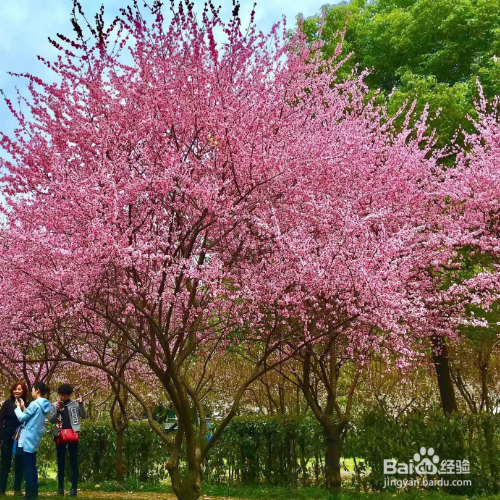 美人梅的常见问题及解决办法有哪些?