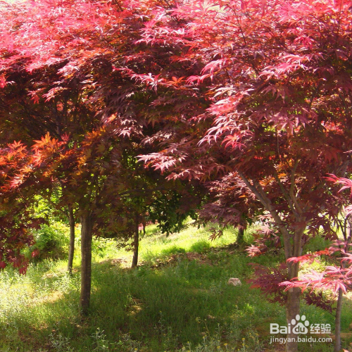 日本红枫的养殖方法和注意事项