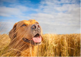 拉布拉多犬的一些训练要点与技巧