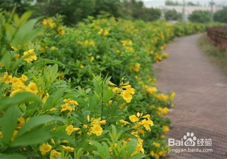 黄钟花的养殖及注意事项