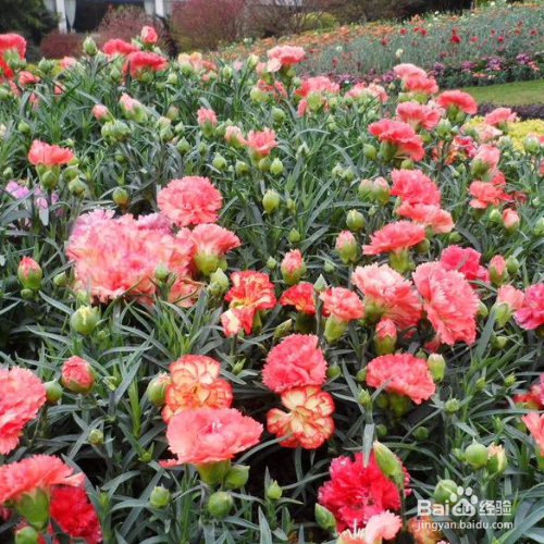 栽种康乃馨需要注意哪些？