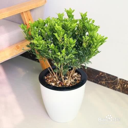 想要米兰开花满盆、开花香，养护要注意这几点