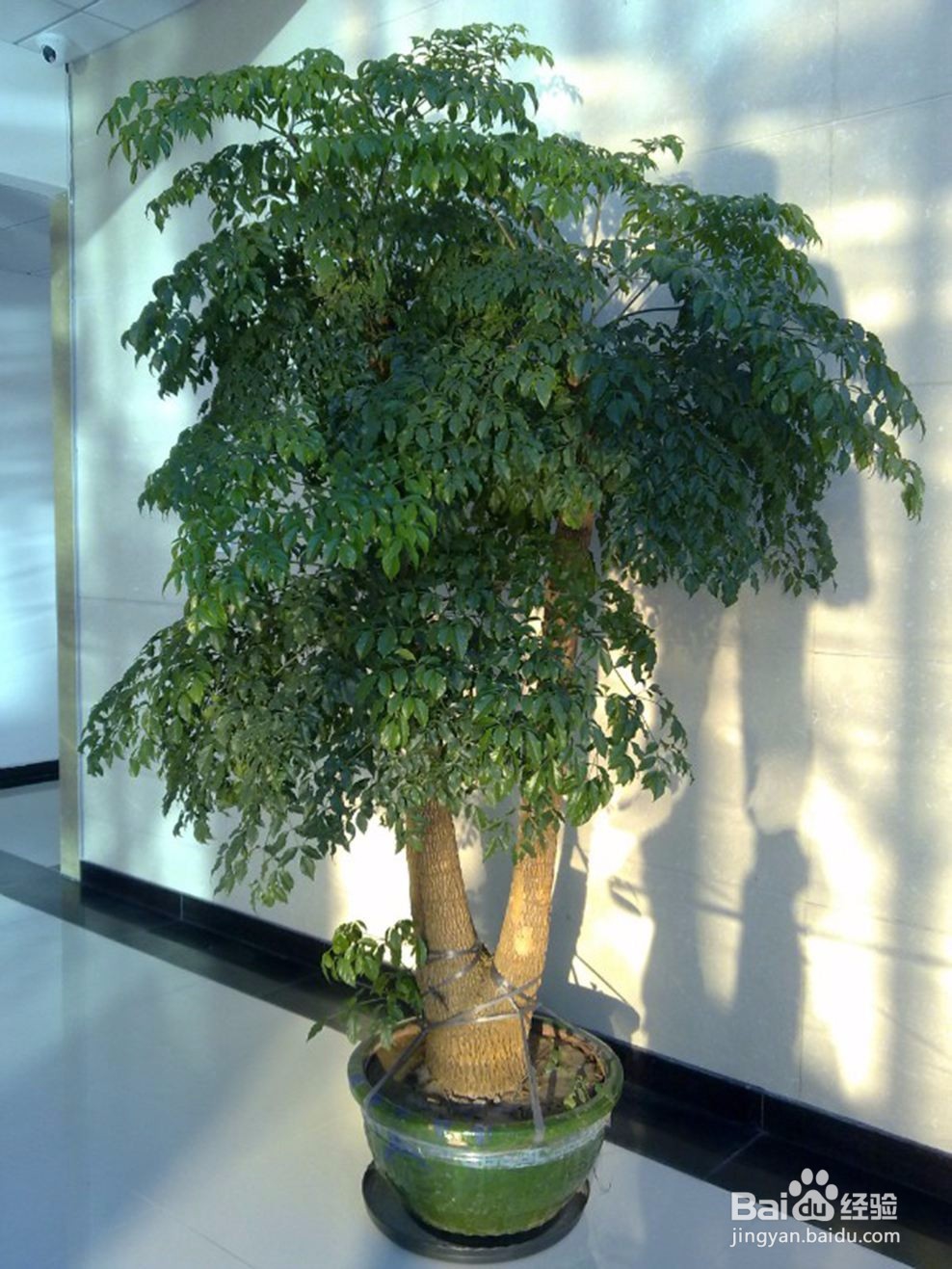 盆栽幸福树怎么养