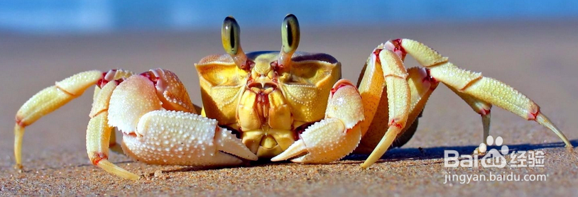 多大能吃螃蟹？如何挑选新鲜的螃蟹？