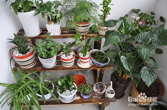 【孕期食谱】番茄烧排骨做法,秘制番茄烧排骨