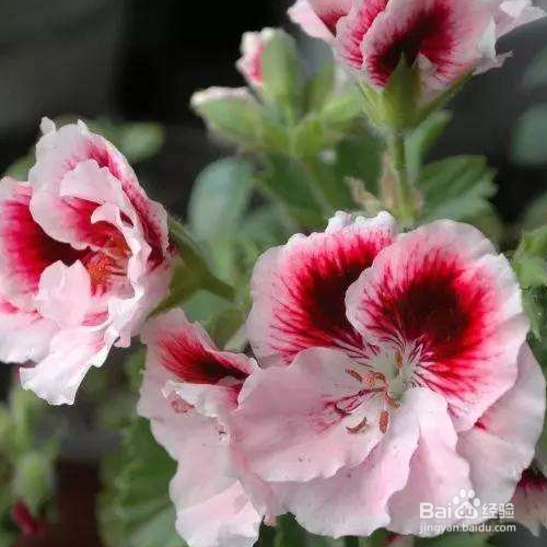 在家中该如何养殖天竺葵？