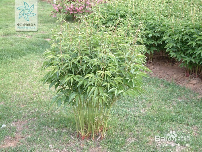 如何区别牡丹和芍药！