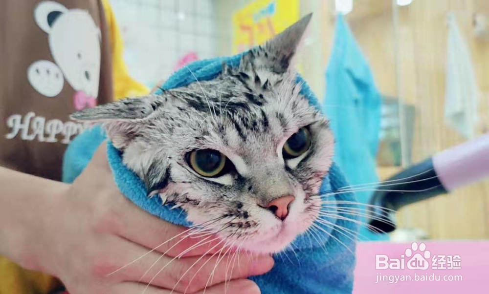 如何正确看待猫猫的应激反应