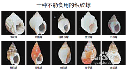 怎样识别致命织纹螺