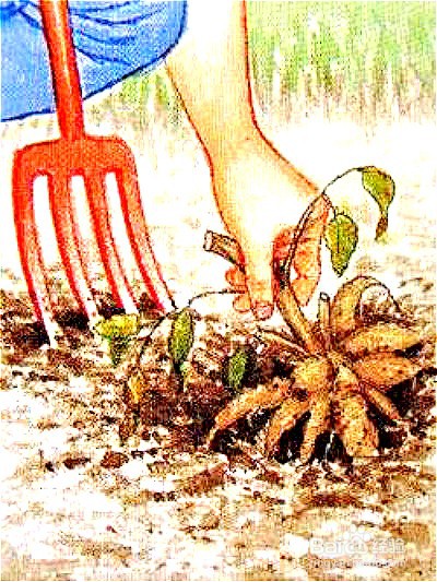 大丽花种植时间和方法