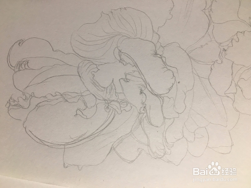 月季花的画法 月季简笔画 三朵月季的线描画教程