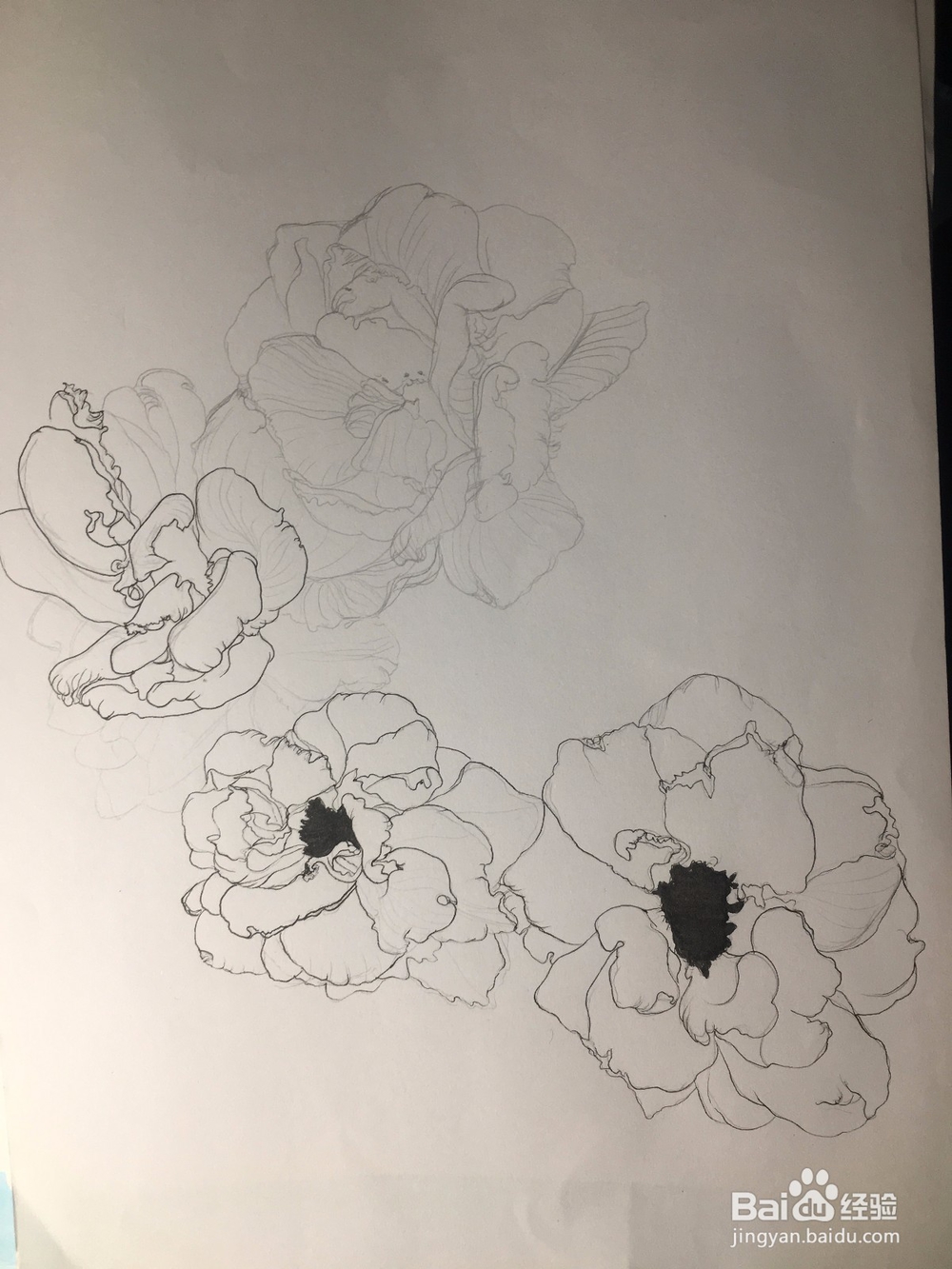 月季花的画法 月季简笔画 三朵月季的线描画教程