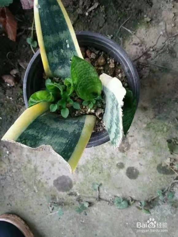 花儿要穷养，丢阳台不管，越少浇水，长得越旺