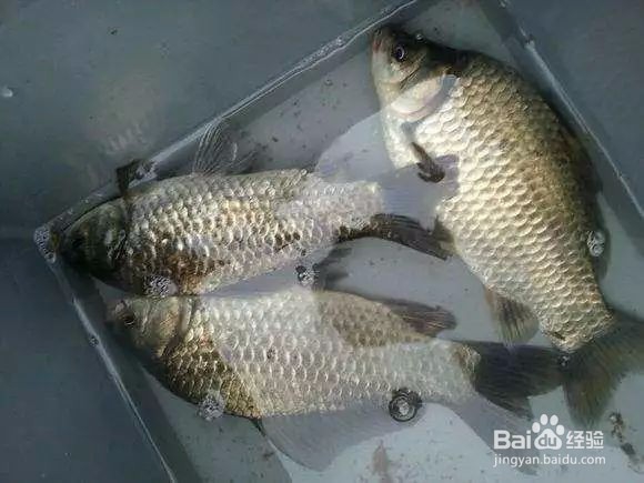 野外冬钓鲫鱼技巧