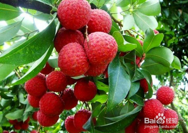 荔枝能不能多吃,多吃会有哪些坏处