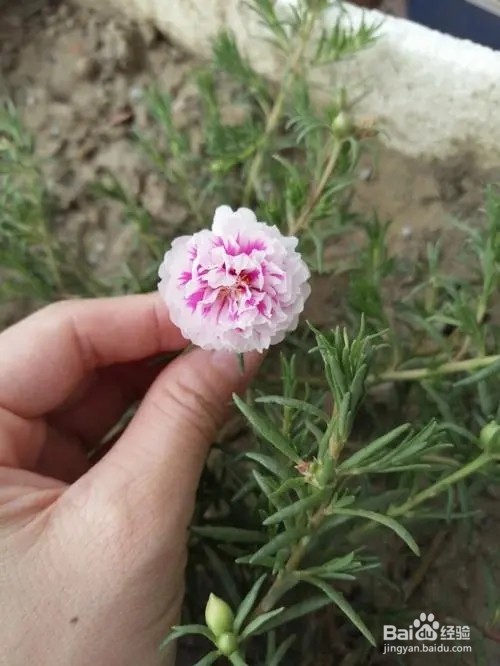 太阳花怎么养爆盆