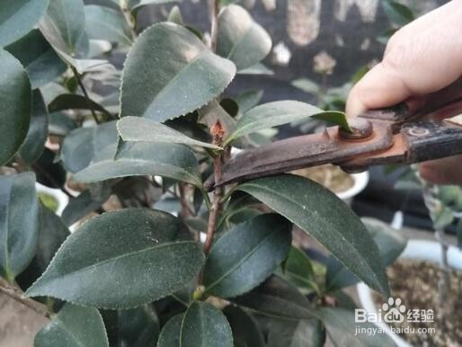 茶花修剪时间和方法