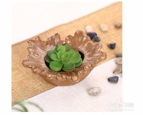 养的多肉老是死怎么办