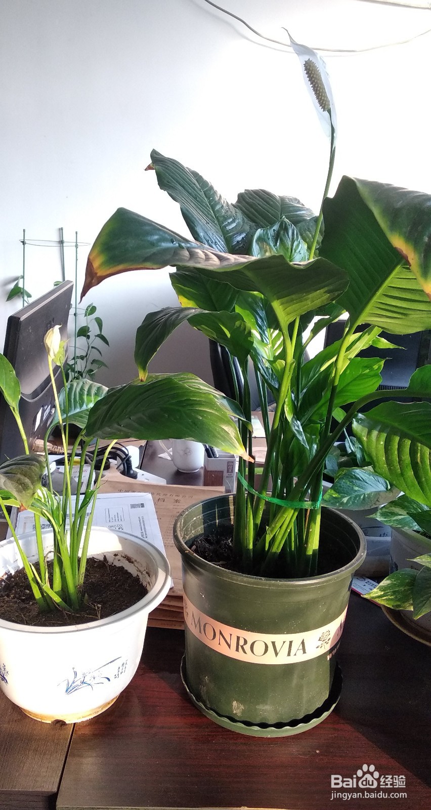 一帆风顺的繁殖