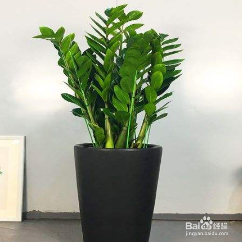 金钱树叶子干枯怎么做?