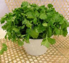 在阳台上种香菜要注意什么？