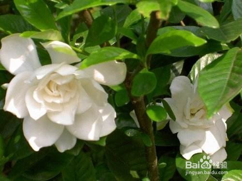 栀子花怎么换盆