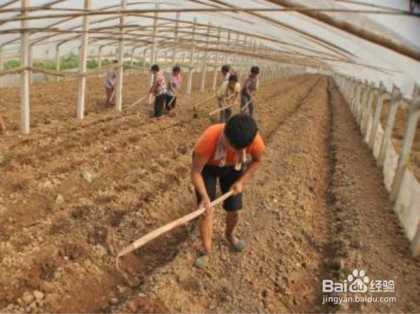 百香果种植搭设棚架方法