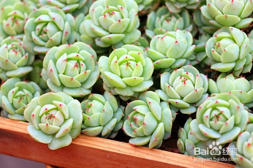多肉植物常见种类介绍及养殖注意事项