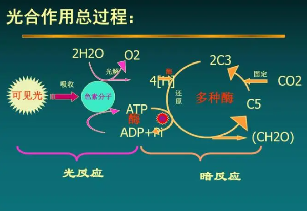 光合作用的能量转化是什么