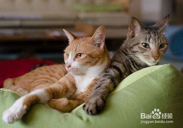 不要以毛取猫——浅谈猫咪的毛色