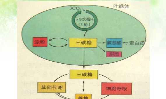 光合作用的机理是什么