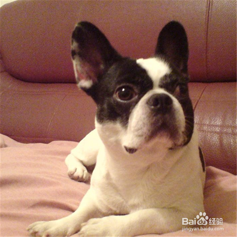 怎么训练狗狗在固定地方大小便