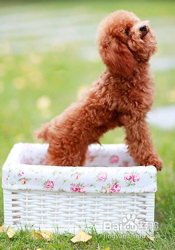 如何挑选贵宾犬