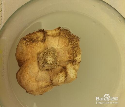 味美鲜香的猴头菇养胃汤