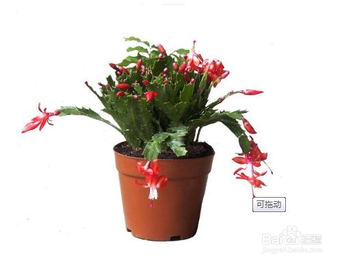 蟹爪兰开完花怎么养护