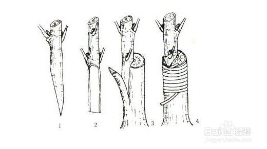 怎么嫁接果树