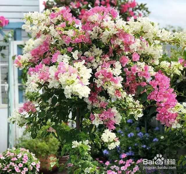 木棉花,一树能开几百朵,折点根枝就能扦插