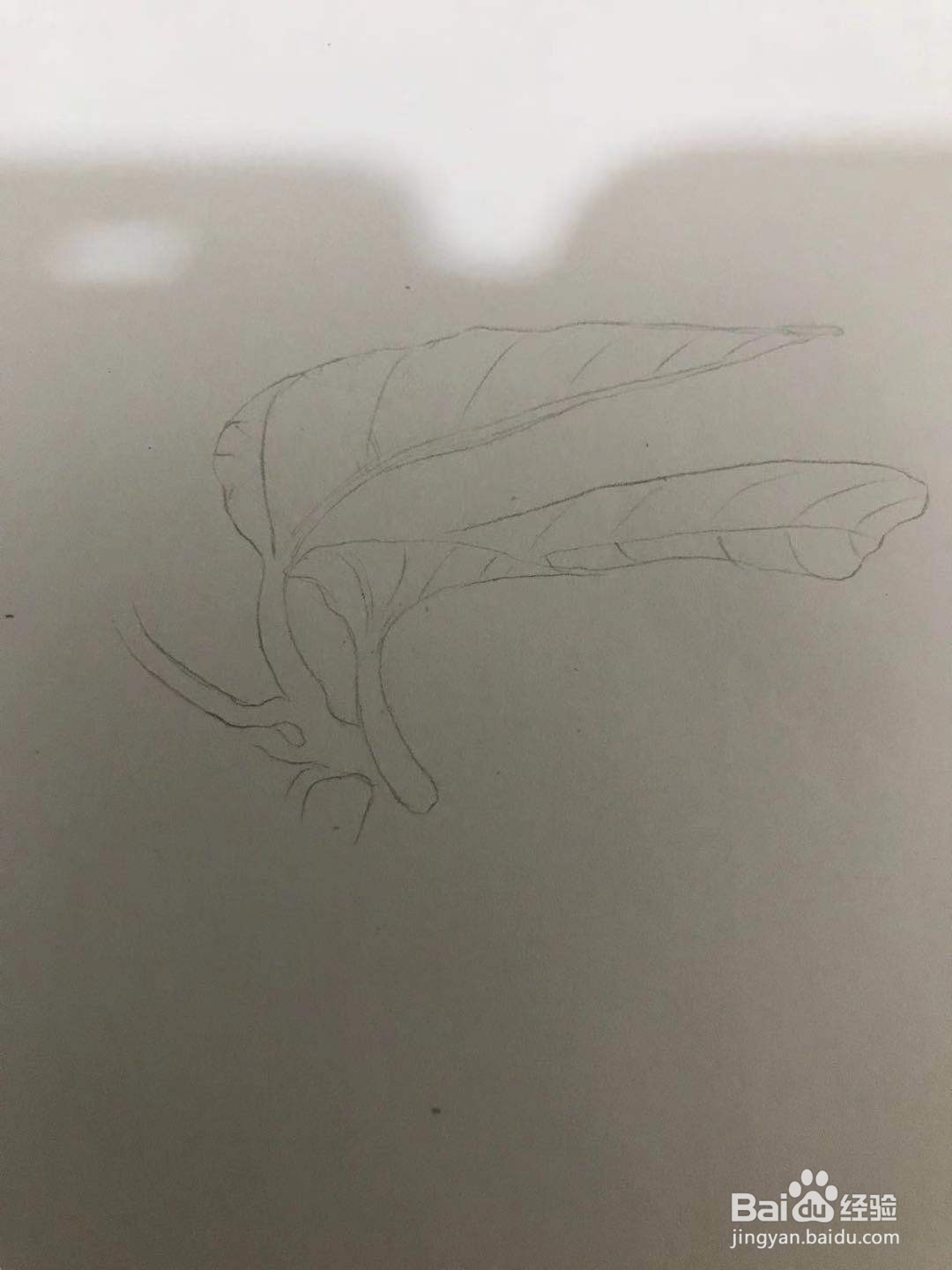 画五味子的花朵和枝叶