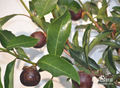 怎么区分真假山竹苗