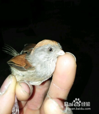 黄豆鸟怎么分公母