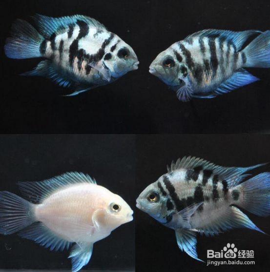 迷你鹦鹉鱼怎么配对