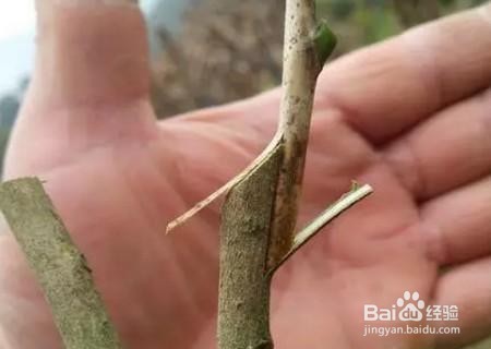 茶花的嫁接方法图解